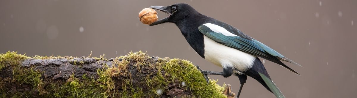 [paste advice page name here]